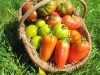 Tomates anciennes
