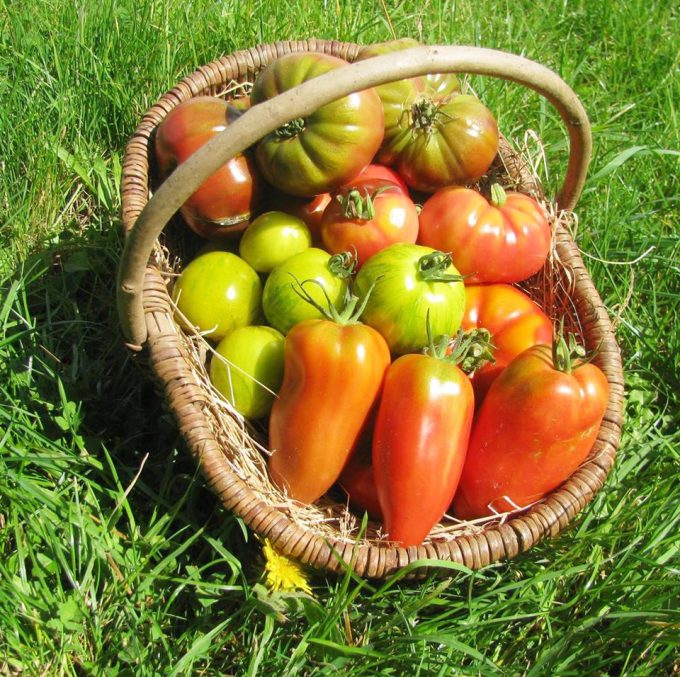 Tomates anciennes