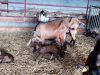 Chèvre et son petit