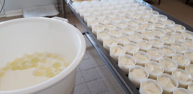 Fabrication du fromage de chèvre moulé