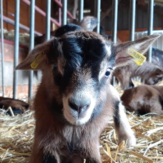 Biquette & Barbichette