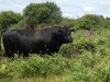 Black Angus