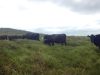 Un panoramique : un environnement idéal.