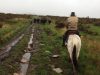Travail au cheval