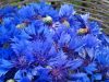 Bleuets