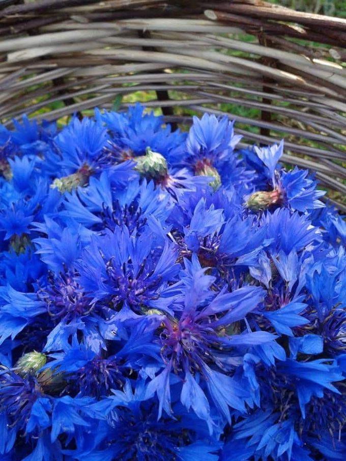 Bleuets