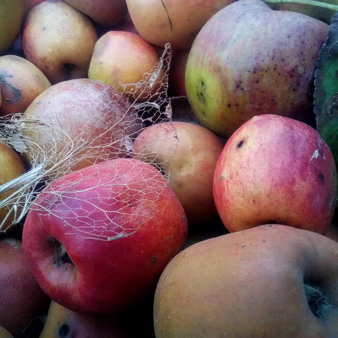 Pommes à cidre