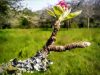 Bourgeon de Printemps