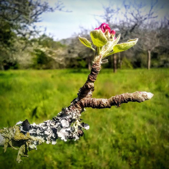Bourgeon de Printemps