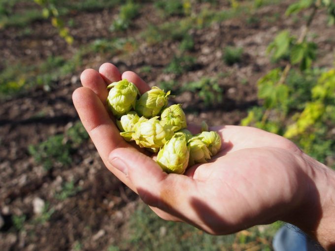 Houblon