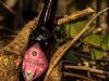 Bière brune de Brasserie l'Embardée