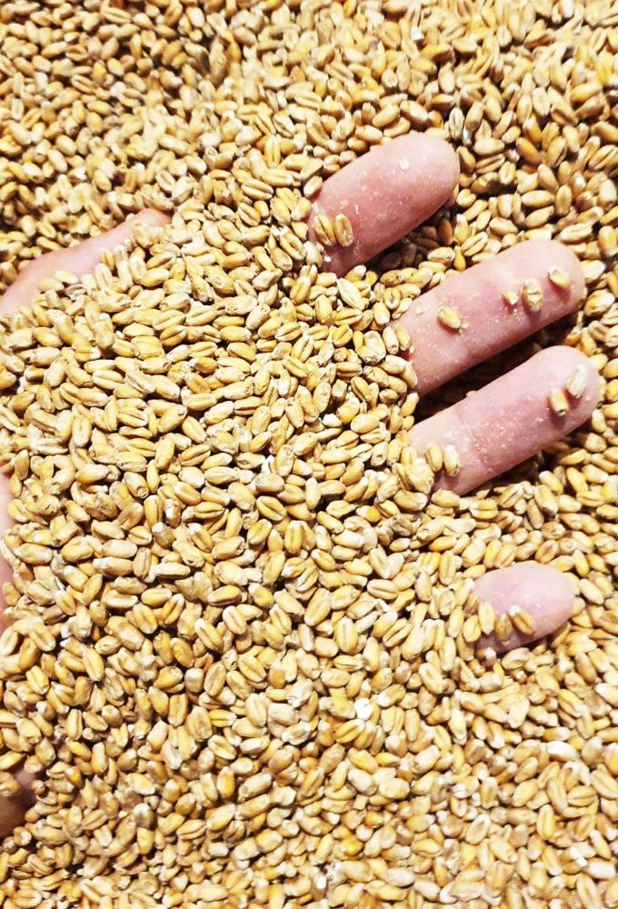 Brasserie de Montluc - grain d'orge