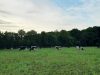 Ferme Breizh Uhel - Champs et pâtures