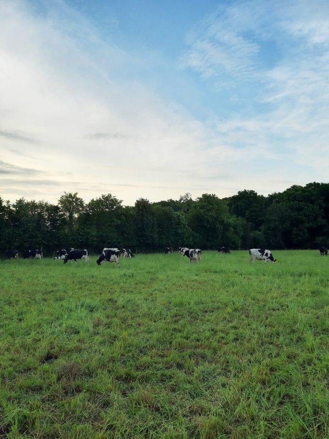 Ferme Breizh Uhel - Champs et pâtures