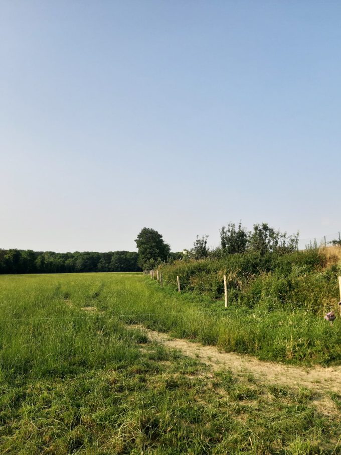 Ferme Breizh Uhel - Champs