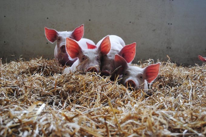 Cochons dans la paille