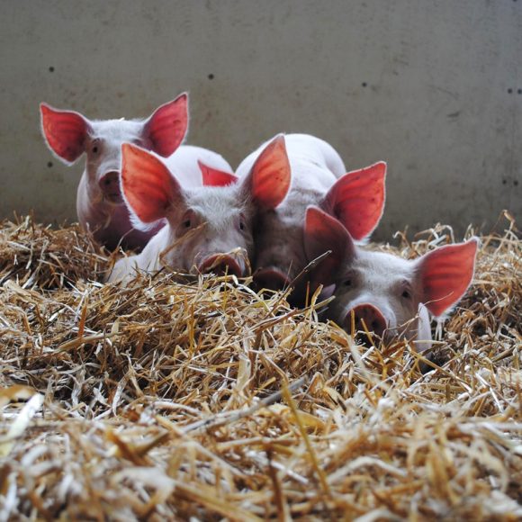 Producteurs locaux - Morbihan