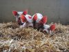 Cochons dans la paille
