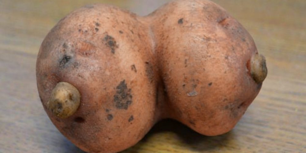 Culture du « Bron » : Un tubercule ancien oublié, puis retrouvé !