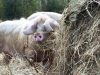 Ferme Le Buis Sonnant