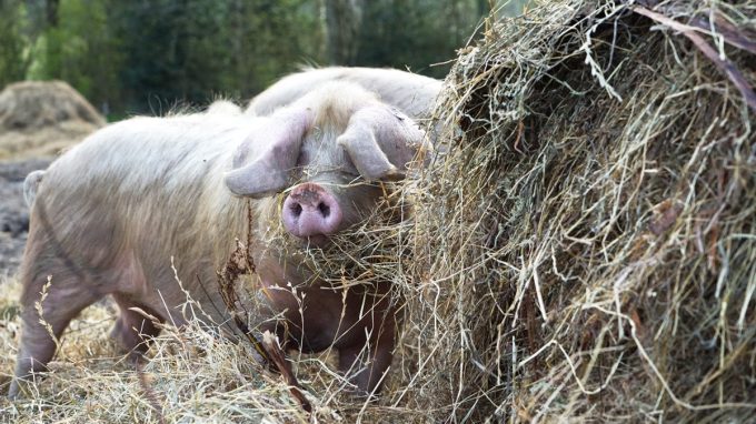 Ferme Le Buis Sonnant