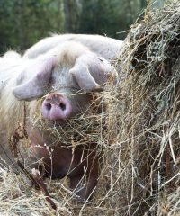 Ferme Le Buis Sonnant