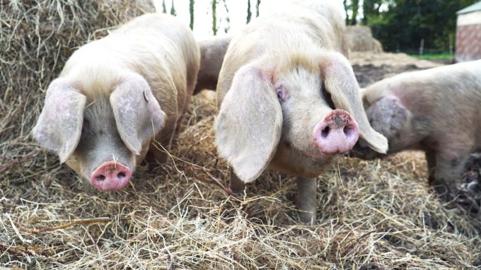 Porcs blancs de l'Ouest