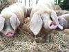 Porcs blancs de l'Ouest