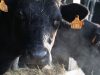 Vache Pie Noir