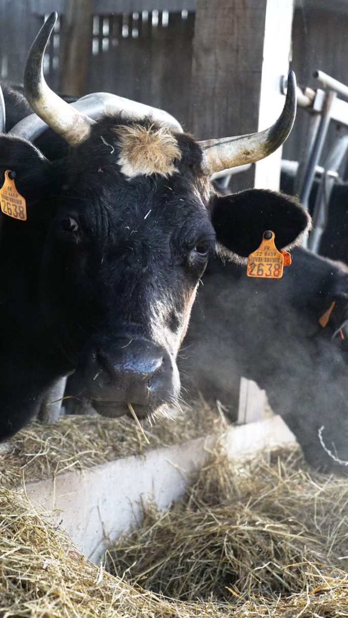 Vache Pie Noir
