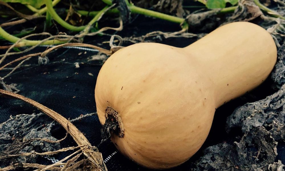 Butternut : idées recettes, conseils cuisson et préparation
