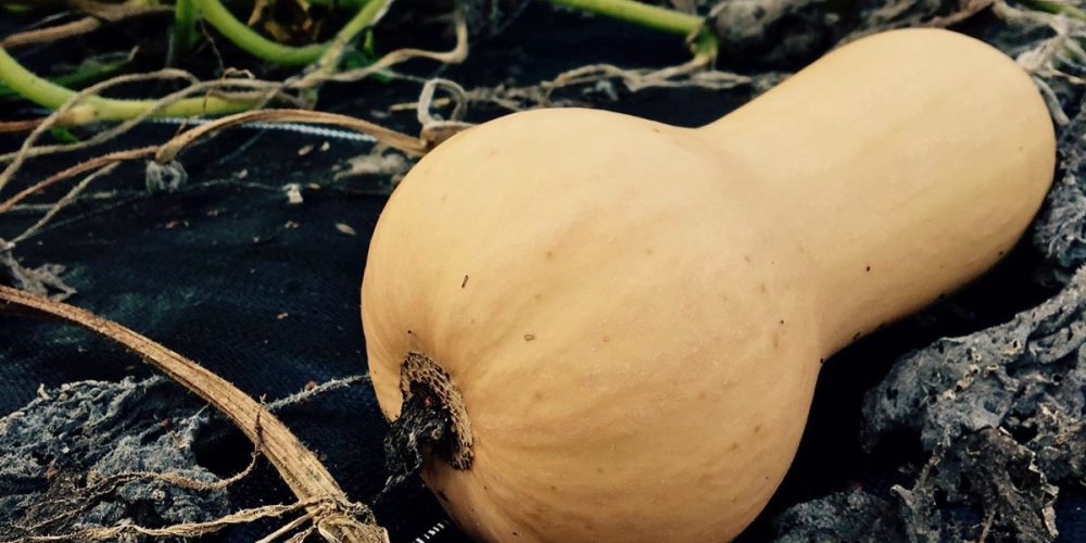 Butternut : idées recettes, conseils cuisson et préparation
