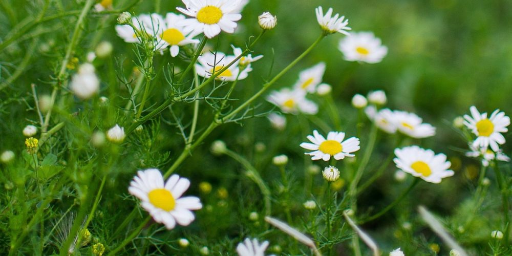 Top 10 des plantes médicinales à cultiver dans votre jardin