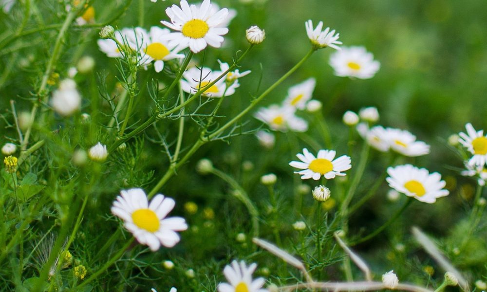 Top 10 des plantes médicinales à cultiver dans votre jardin