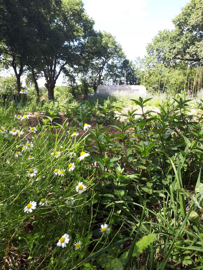Le Champ du Bourdon - le champ du bourdon