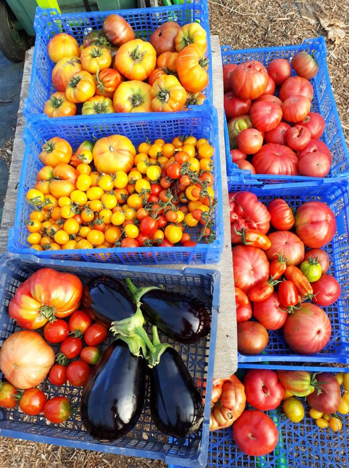Le Champ de la Grelinette - tomates et aubergines