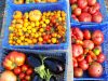 Le Champ de la Grelinette - tomates et aubergines