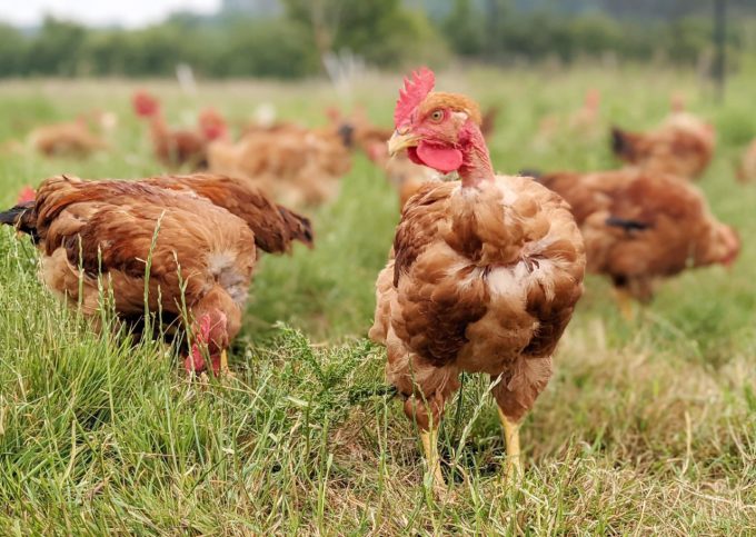 La Ferme du Champ Oisel - pondeuses