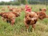 La Ferme du Champ Oisel - pondeuses