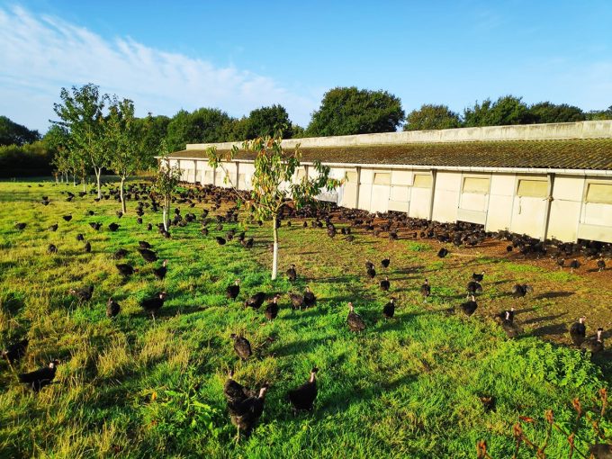 La Ferme du Champ Oisel - élevage