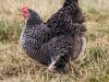 La Ferme du Champ Oisel - poule