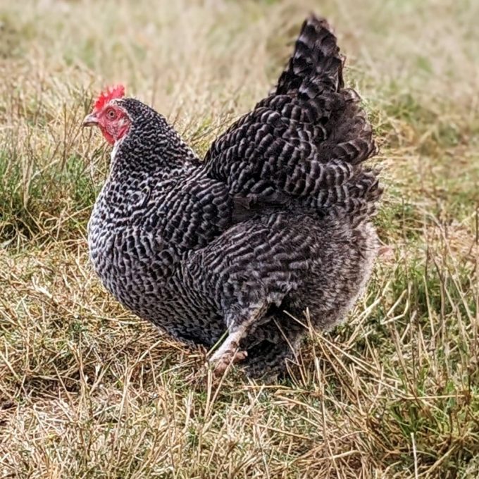 La Ferme du Champ Oisel - poule