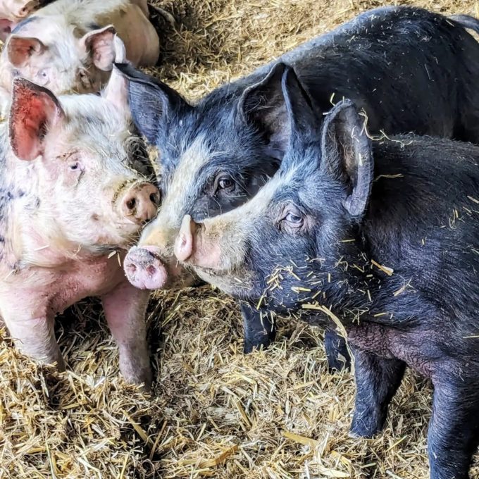 La Ferme du Champ Oisel - porcs sur paille