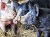 La Ferme du Champ Oisel - porcs sur paille