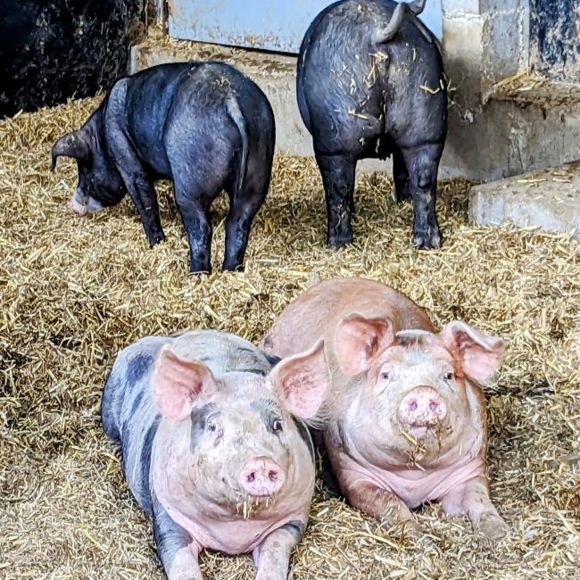 La Ferme du Champ Oisel