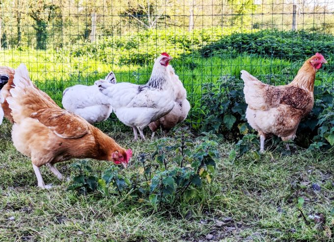 La Ferme du Champ Oisel - poules à l'herbe