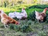 La Ferme du Champ Oisel - poules à l'herbe