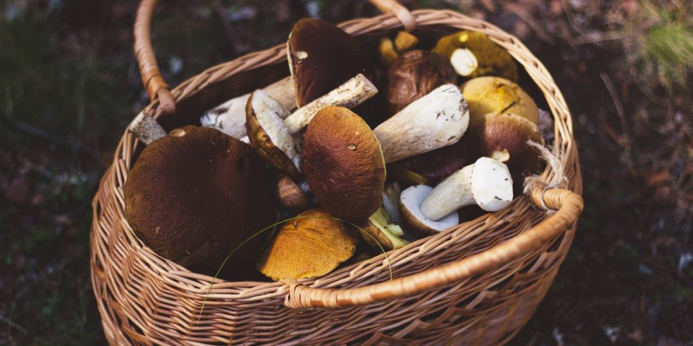 Cueillir des champignons en toute sécurité et tranquillité, grâce à cette formation