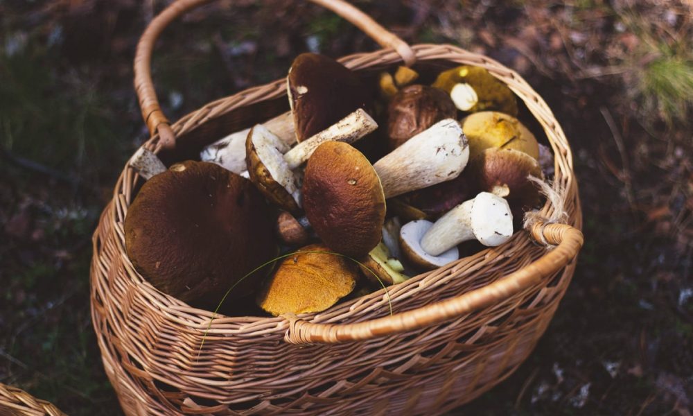 Cueillir des champignons en toute sécurité et tranquillité, grâce à cette formation