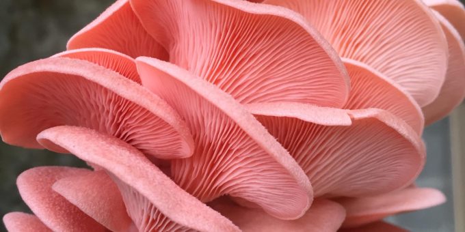 Les Champignons de Kerean - pleurote rose
